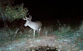 Top 5 Methods To Age A Buck Whitetail Habitat Solutions