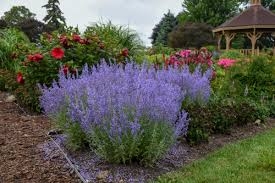 Check out more beautiful drought tolerant ground covers. 10 Perennials And Shrubs For Hot Dry Climates Proven Winners
