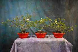 Gardenia Radicans 8 Pot Wigert S
