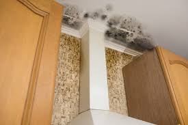 mold removal and reation cost