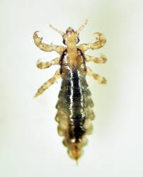 back to and head lice florida