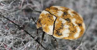 what you should know about carpet beetles