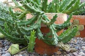 Although many don't, there are many types of flowering succulents that bloom as. Plant Identification Closed Flowering Succulent 1 By Tuttifrutti