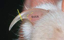 how to trim cat nails petmd