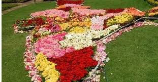 124th ooty flower show