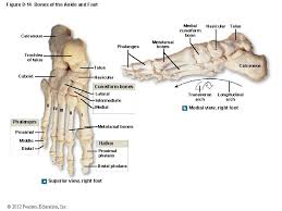 Indications the ap oblique view specifically focuses on the axillary ribs. Labeled Bone Images 2012 Pearson Education Inc Figure