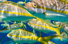 South Atlantic Fishery Management Council gambar png