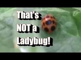 that s not a ladybug or lady beetle