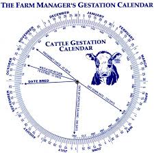 Cow Gestation Calendar