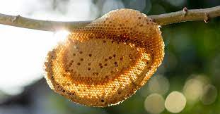 a bee nest without getting stung