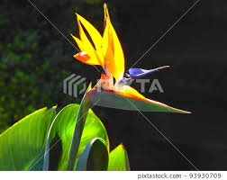 a bird like flower with a pointed beak