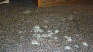 ways to get rid of carpet mold