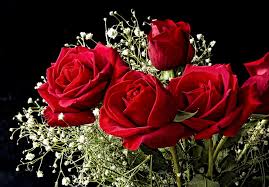 hd wallpaper red roses flowers