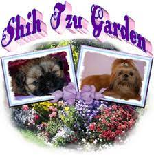 Shih Tzu Puppies Of Shih Tzu Garden