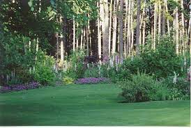 Woodland Edge Tree Woodland Foxglove