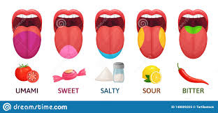 Tongue Taste Areas Sweet Bitter And Salty Tastes Umami