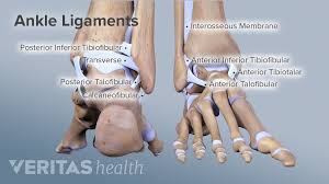 Webmd's feet anatomy page provides a detailed image and definition of the parts of the feet and explains their function. Ankle Anatomy Muscles And Ligaments