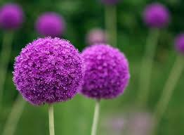 What does each flower symbolize? 100 Stunning Purple Flowers Types And Growing Tips Petal Republic