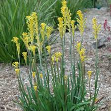 Kangaroo Paw Bush Bonanza