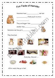 Male hamsters are called boars. Fun Facts Of Hamster Esl Worksheet By Jachooooo