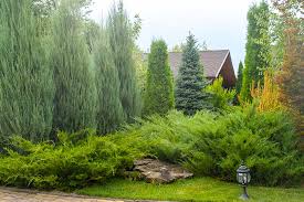 Evergreen Trees And Other Plants For
