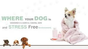 Few things can strike anxiety into the heart of a pet. Sandy Paws Dog Grooming Reservoir Dog Grooming Near Me Near Preston Thomastown Bundoora Sandy Paws Dog Grooming Dog Grooming Near Me Near Reservoir Bundoora Preston Thomastown Coburg