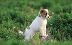 cute dog baby dog hd wallpapers free