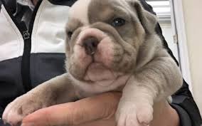 Find english bulldog in dogs & puppies for rehoming | 🐶 find dogs and puppies locally for sale or adoption in canada : Tri Color Lilac English Bulldog Puppies For Sale From Siess Ranch Llc