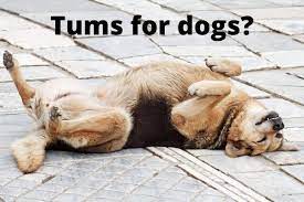 can dogs have tums dog antacid