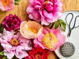peony is the 2024 flower of the year