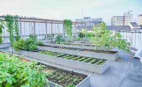 Terrace Gardening And Green Roofs