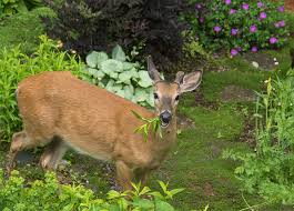 The 20 Best Deer Resistant Shrubs To