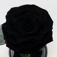 rose in flask l size black 30 cm tall