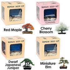 bonsai seed kit special bundle eve s
