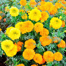 marigold indian seeds kushi suttons