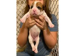 Need help to choose your next best friend ? Registered American Bulldog Puppies Available In Ocala Florida Puppies For Sale Near Me