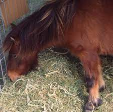 what equine bedding system or choosing
