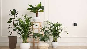21 Best Air Purifying Plants For Better