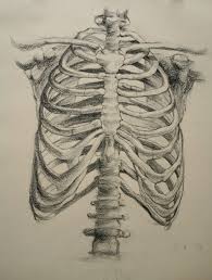 The rib cage surrounds the lungs and the heart, serving as an important means of bony protection for these vital organs. Rib Cage Study In Pencil By Tim Tsang Http Www Timtsang Com Artblog Archives 689 Risunki Iskusstvo Risunok