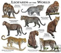 Leopard Comparison Chart Animals Leopards Big Cats
