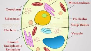 (v) the objective lenses on a. Structure Of Animal Cell And Plant Cell Under Microscope Diagrams