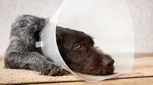 Watch out for the listed abnormalities during the next ten to fourteen days. Avoiding Dog Neutering Complications Risk Factors And Recovery Dispomed