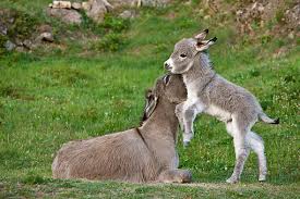 Image result for Kidding Goats, Tails To Pin, Donkeys At Parties