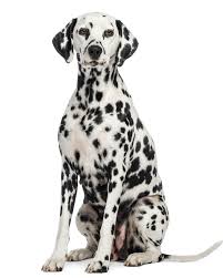 If you are looking for dalmatian for sale, you've come to the perfect place! Dalmatian Puppies Breed Information Puppies For Sale