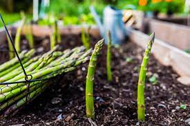 harvest asparagus