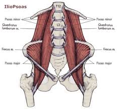 The main functions of the quads are flexion (bending) of the hip and extension (straightening) of the knee. Relieve Hip Pain Low Back Pain Posture Health Psoas Tightness