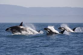 L'orca, la famelica predatrice dell'oceano! - FocusJunior.it