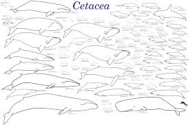 Evolution Of Cetaceans Wikipedia