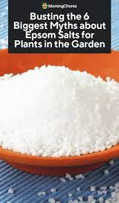 epsom salts for plants in the garden