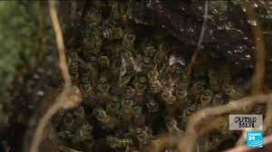 abeilles victimes d un parasite